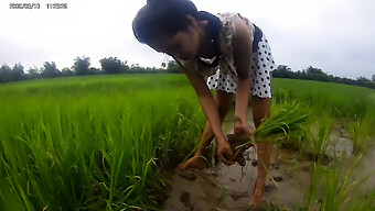 Campos De Arroz Y Tetas Rasgadas: Una Combinación Perfecta Para Una Chica Asiática Caliente